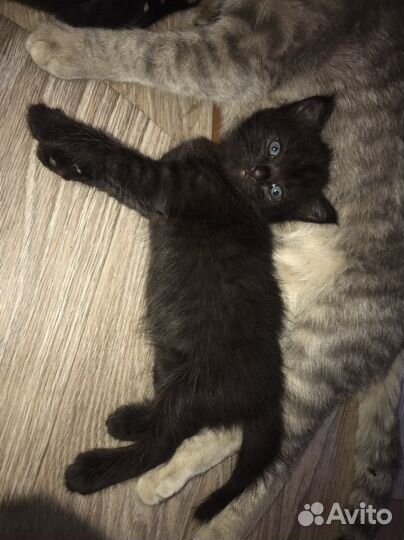 Отдам в добрые руки голубоглазых малюток (4мес)