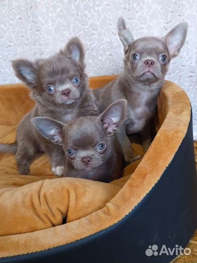 Лиловые малыши