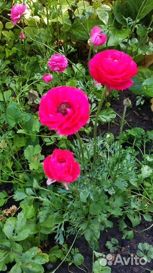 Ранункулюс саженцы из клубни