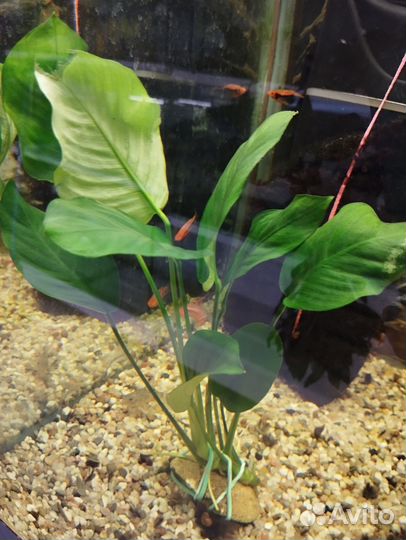Аквариумные растения