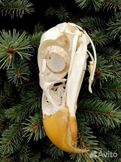 Череп птицы