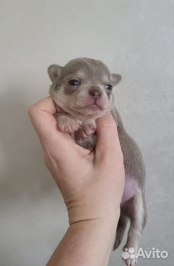 Продажа щенков чихуахуа