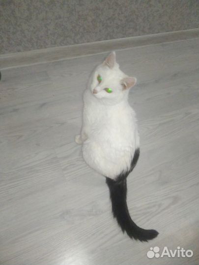 Отдам ласковую кошечку