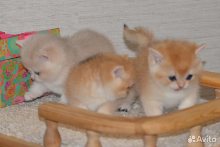 Котята британской золотой шиншиллы