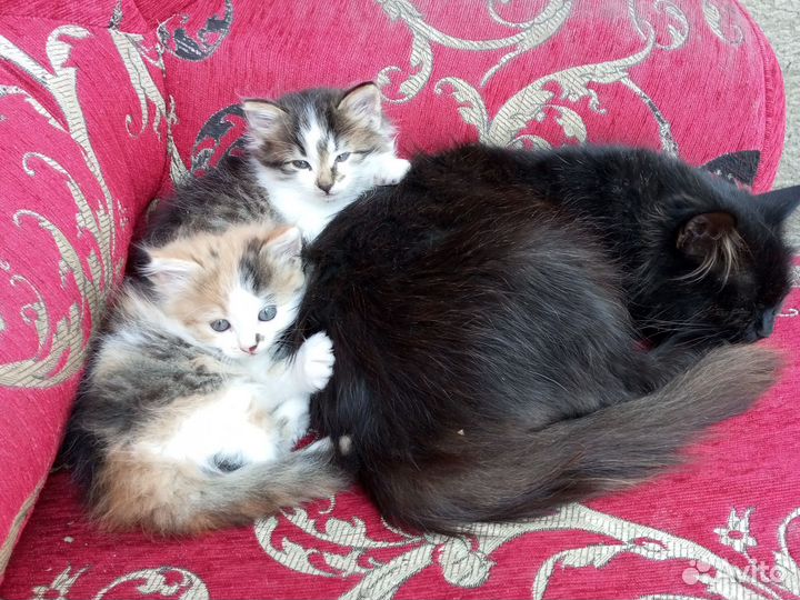 Котята в добрые руки