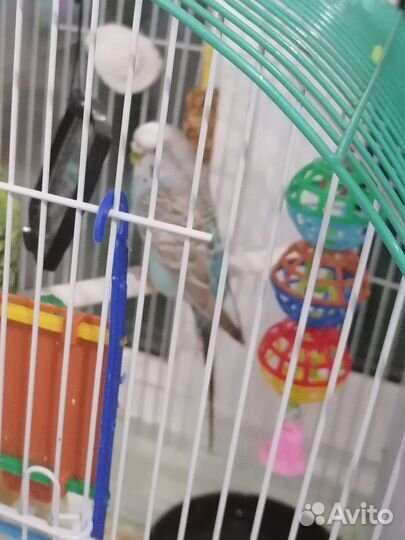 Волнистый попугай самка