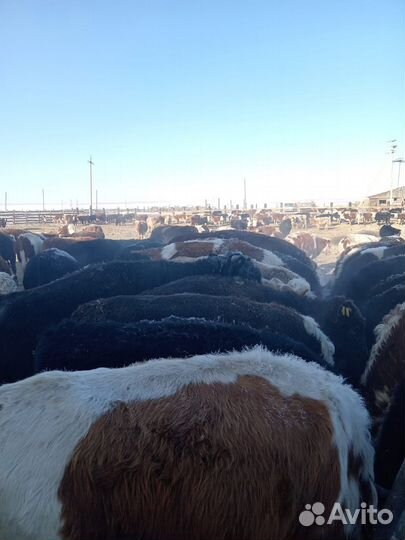 Бычки 72 голов