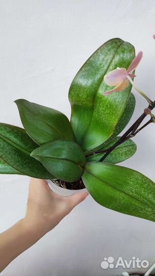 Орхидея фаленопсис