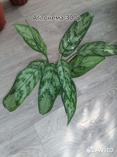 Домашние цветы