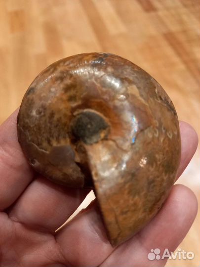 Аммонит, срез шлифованный