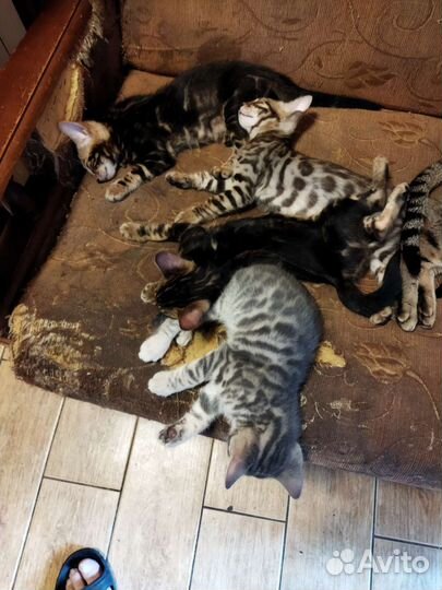 Бенгальские коты