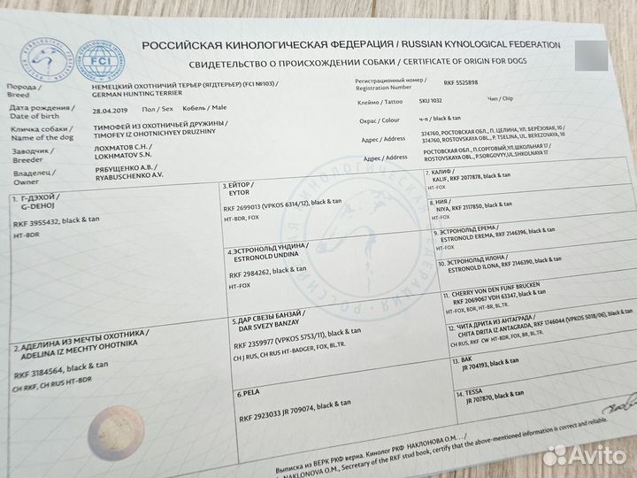 Щенки ягдтерьера