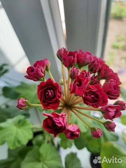 Пеларгония герань