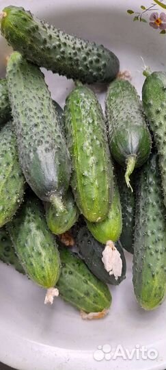 Огурцы, помидоры