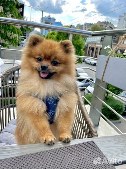 Немецкий шпиц мини вязка