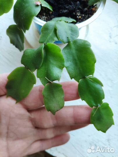 Декабрист шлюмбергера белый с розовым