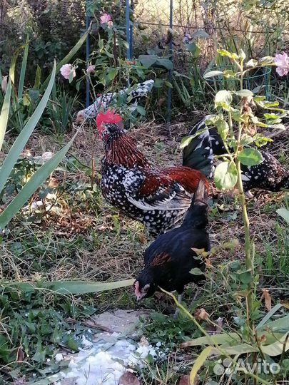 Куры бентамки