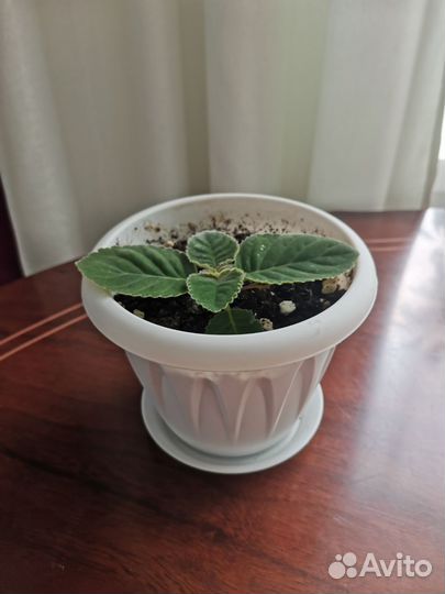 Глоксиния махровая