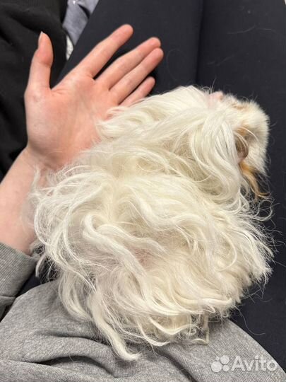 Морская свинка Лункария