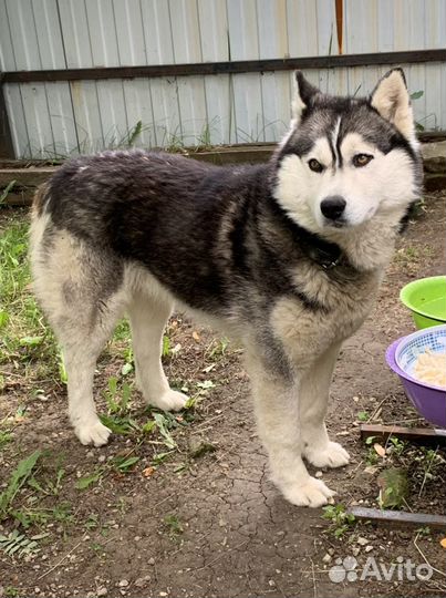 Кобель хаски для вязки
