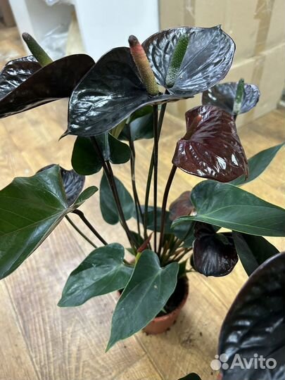 Антуриум черный