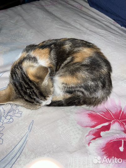 Бесплатные котята