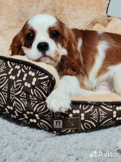Продается щенок Кавалер Кинг Чарльз спаниеля