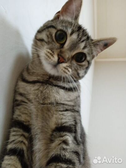 Кошки в добрые руки