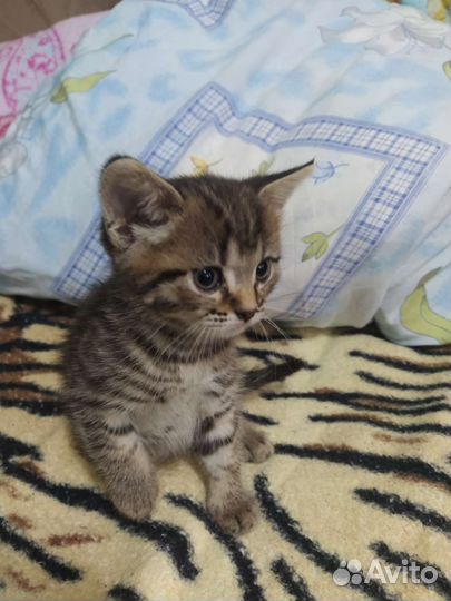 Котята шотладские