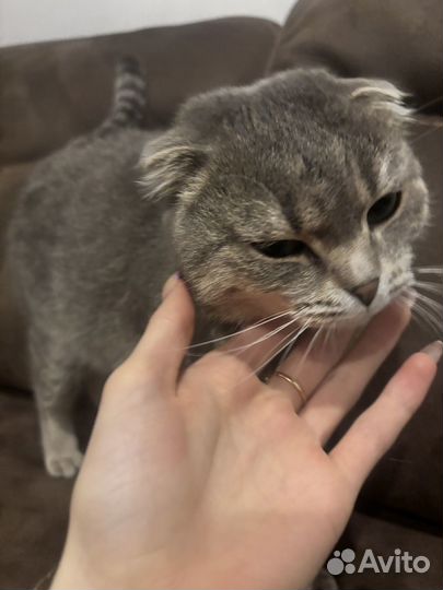 Продам кошку