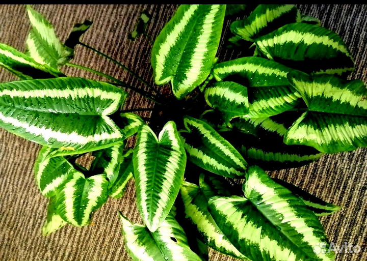 Комнатные цветы