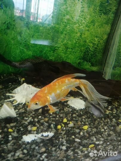 Карп Кои вуалевый