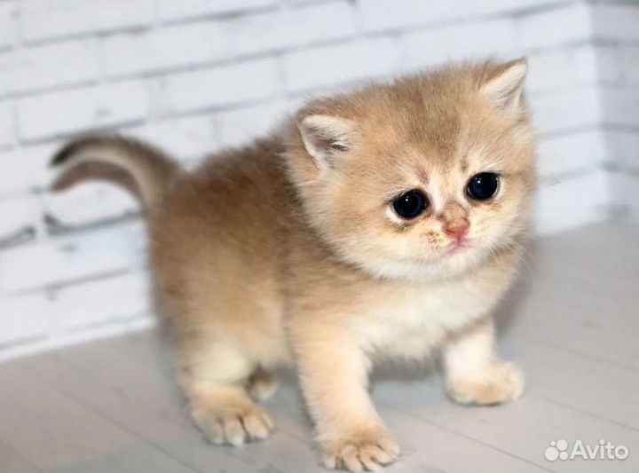 Котята золотая британская шиншилла ay, ny