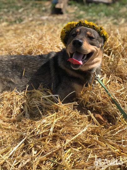 Собака бесплатно