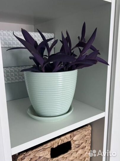 Традесканция бледная (Сеткреазия ) с горшком