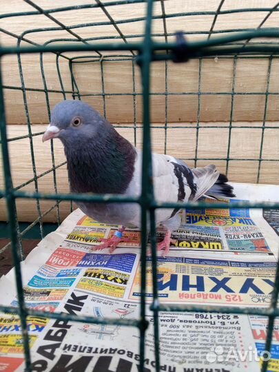 Ижевские, чистопольские,Свердловский,бакинцы