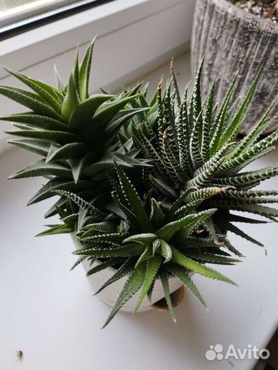 Хавортия полосатая