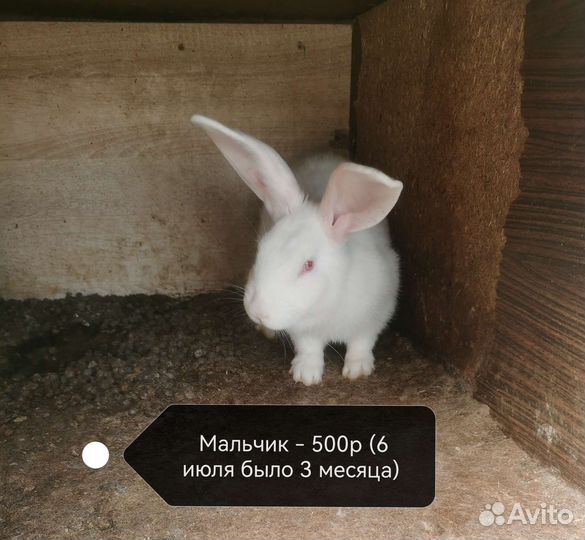 Кролики великаны