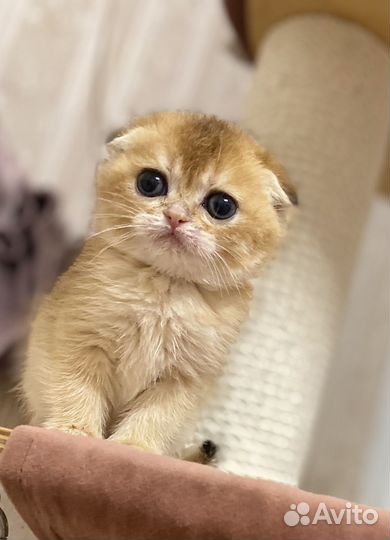 Роскошные шотландские котята