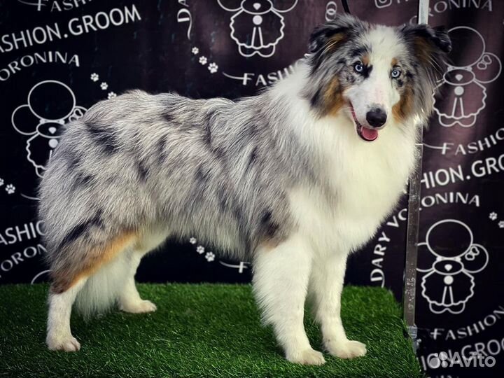 Груминг собак