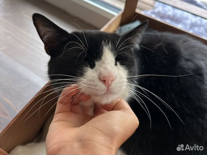 Котоняня, догситтер, догняня