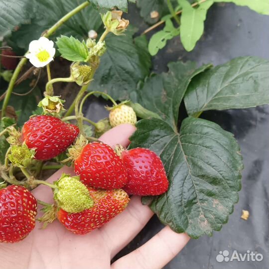Клубника ремонтантная