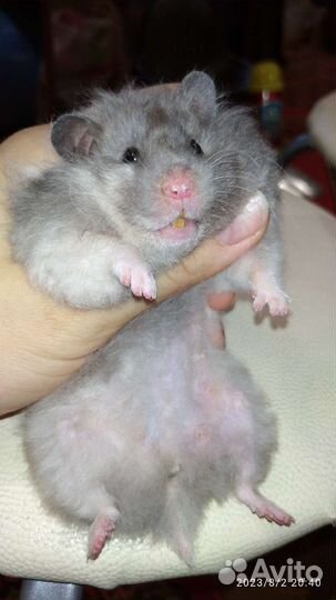 Хомяки сирийские отдам бесплатно