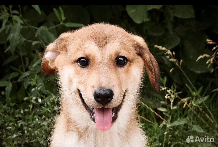 Щенок в добрые руки бесплатно