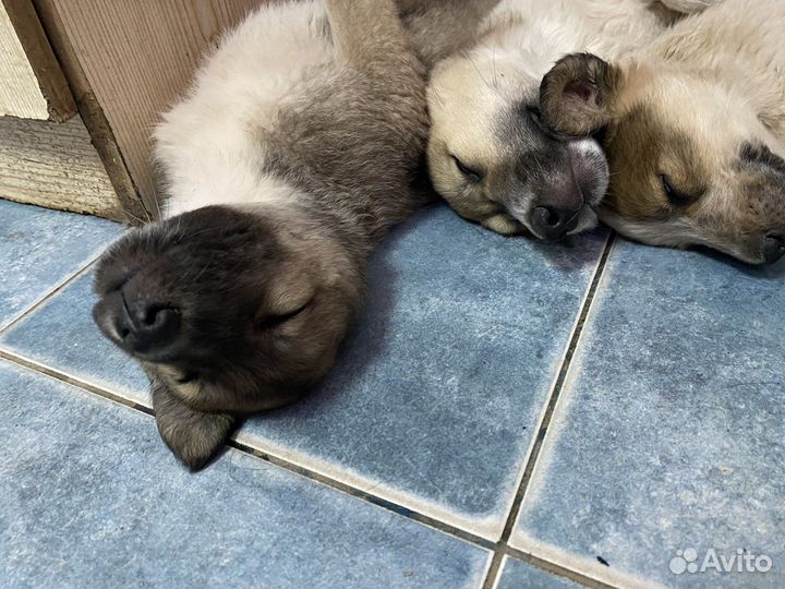 Щенки бесплатно