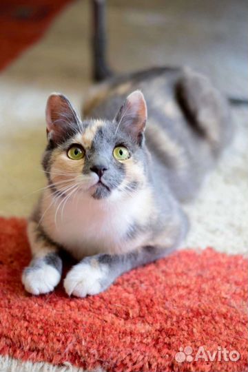 Кошечка Тесса ждёт укотовления