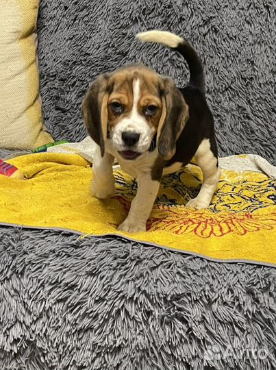 Бигль щенки