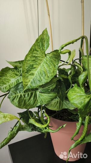 Сингониум большой