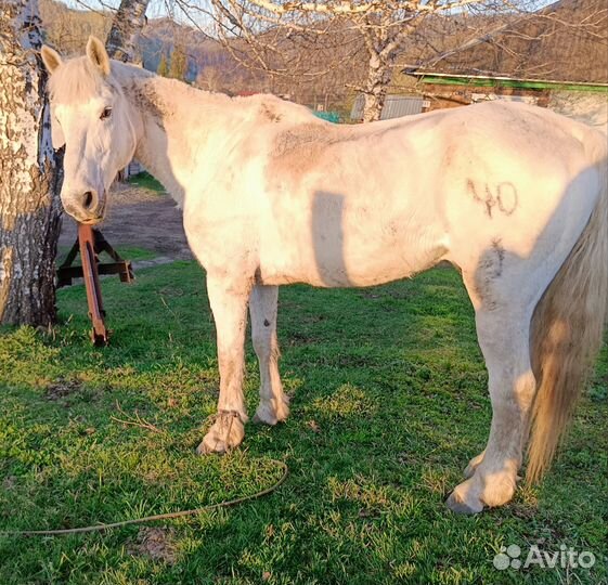 Рабочий конь