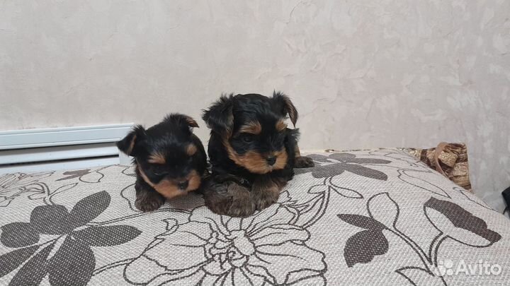 Йоркширский терьер